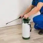 رش حشرات